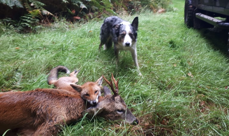 culled deer and fox
