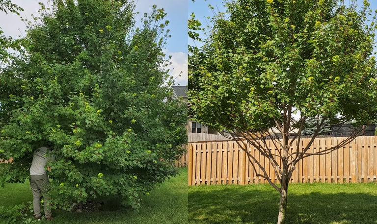 Before and after trimming 
