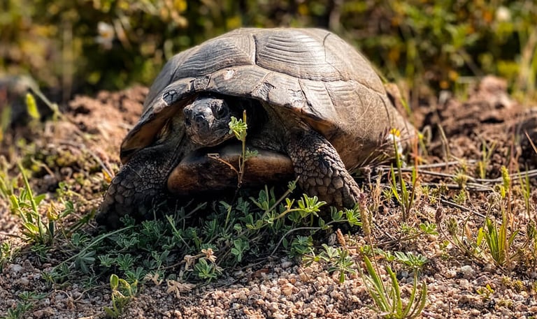Wild tortoise in Sardinia, protected species rarely seen in Mediterranean nature.