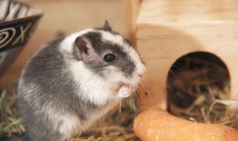 Gerbille dans une cage moyenne entretenue régulièrement à Paris. 