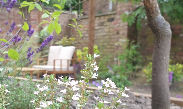 A garden design in Manchester showing thyme flowers and part of a pergola