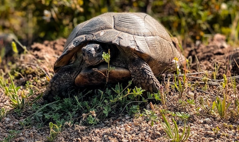 Wild tortoise in Sardinia, protected species rarely seen in Mediterranean nature.