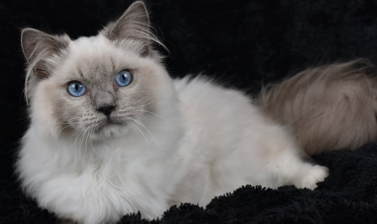 Wolfgang Amadeus du Manoir des Dolls