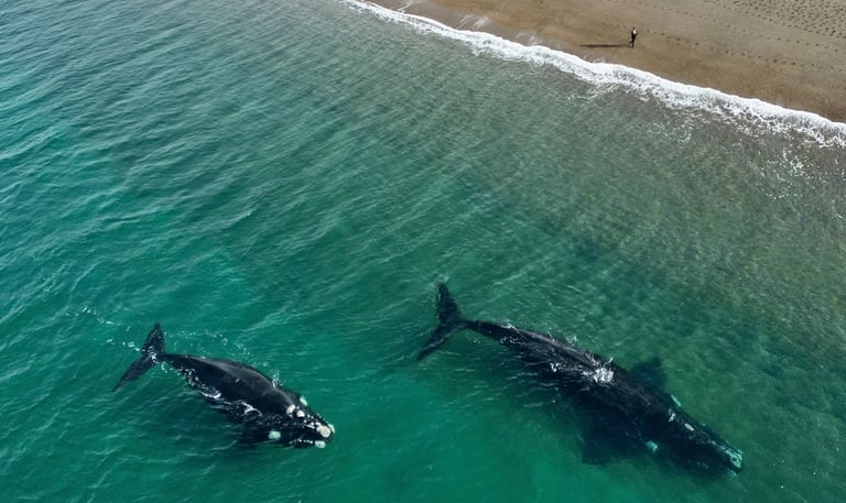 ballenas en el doradillo