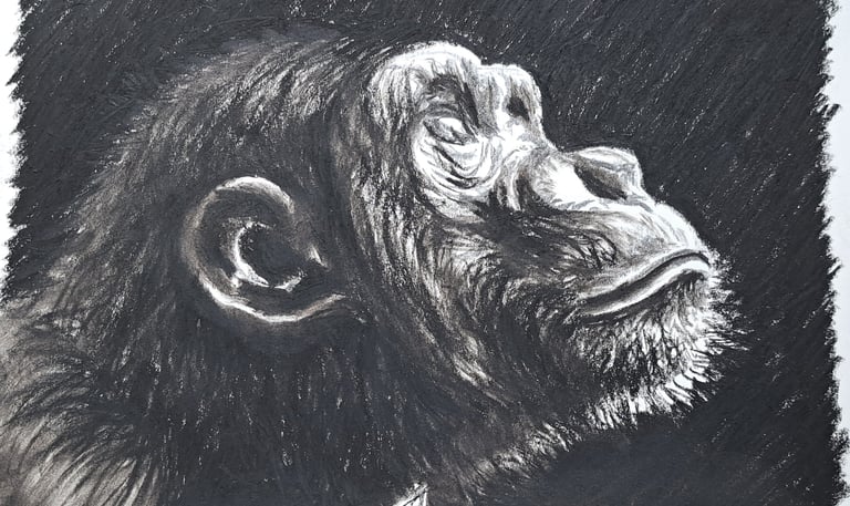 a black and white drawing of a chimp