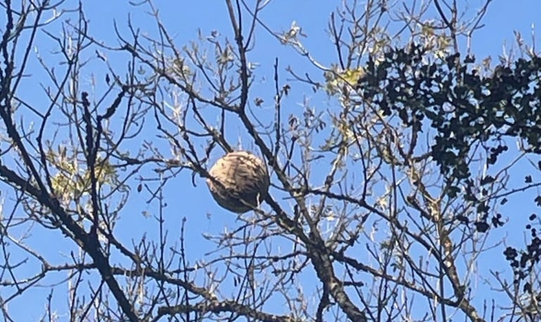 destruction nids frelon asiatique Le Havre 76