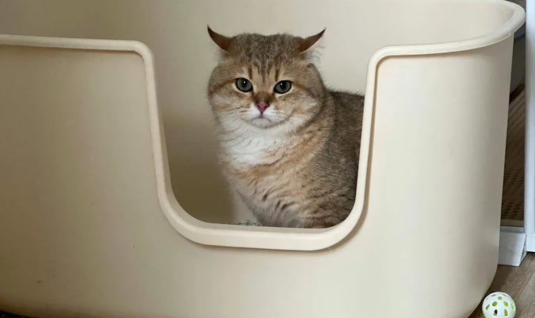 chat dans son bac à litière propre et entretenu sans odeurs par le service 