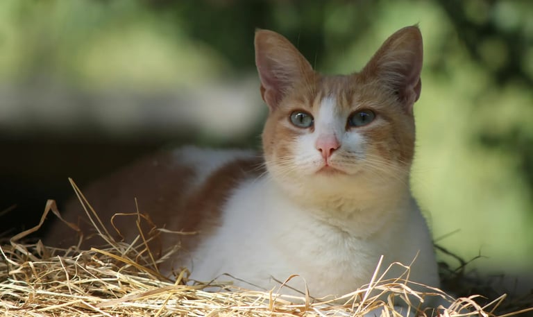 chat profitant de sa litière végétale agglomérante fabriquée en France et fournie par LVSC