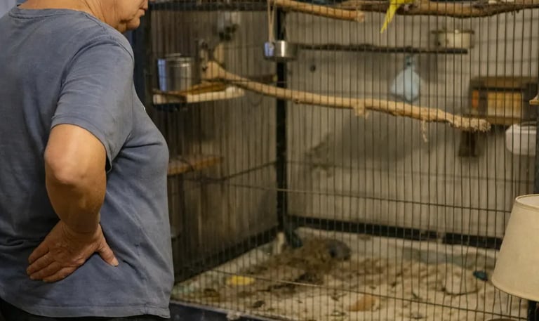 senior fatigué qui doit nettoyer la grande volière de ses oiseaux 