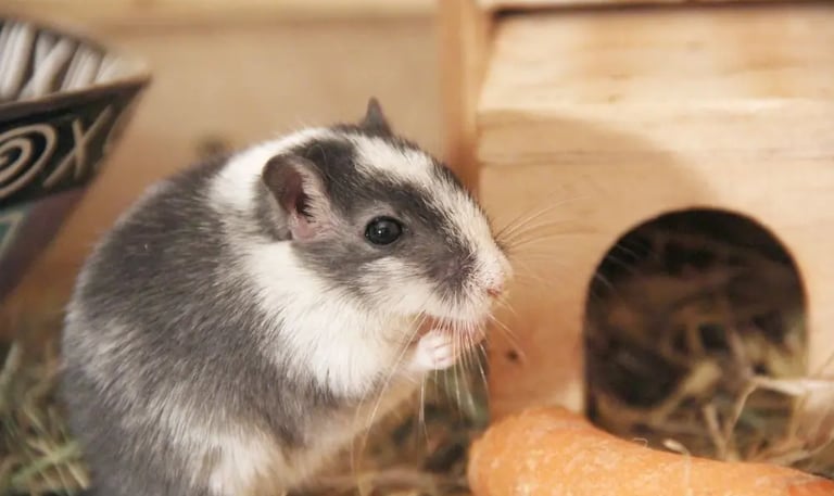 Gerbille dans une cage moyenne entretenue régulièrement à Paris. 