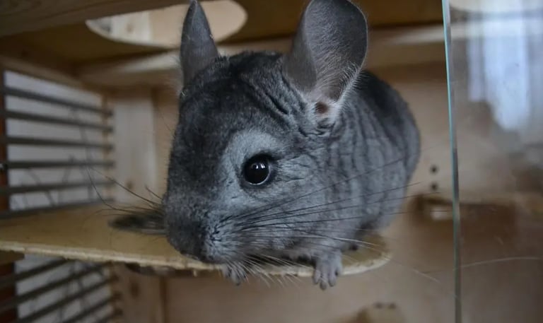 Chinchilla qui bénéficie d'une cage propre et désinfectée grâce à La Vie Sans Crotte.