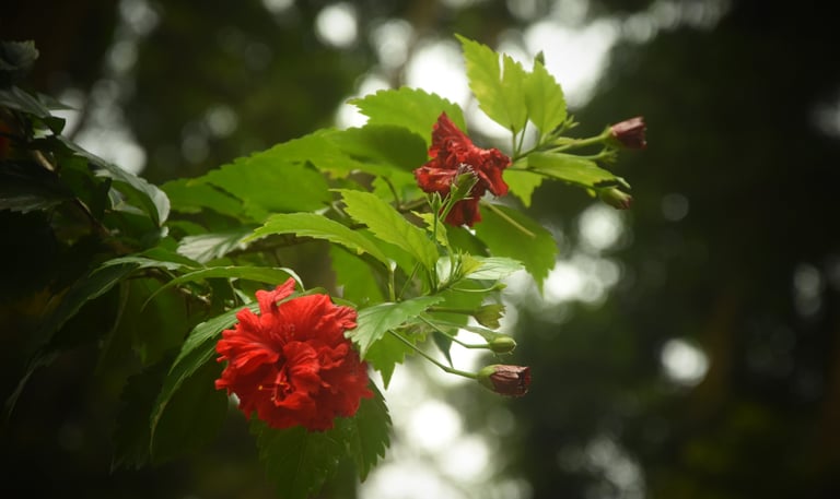 Red flower closeup. Mature majors flower