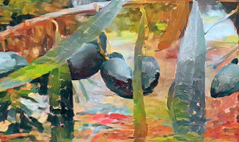 an artistic close view of a brunch of olive tree with black kalamata olives