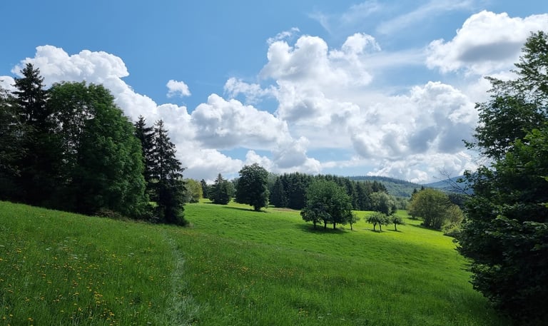 Wiesen bei Seelenberg im Sommer
