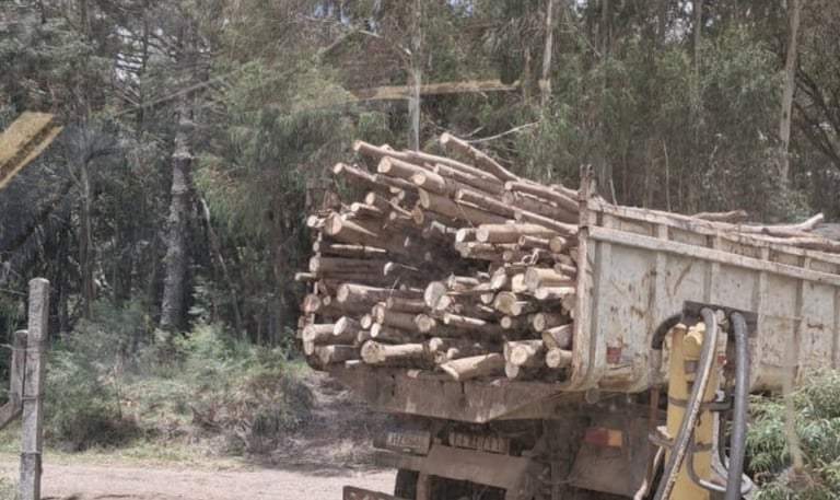 a truck with a load of wood logs in the back ground