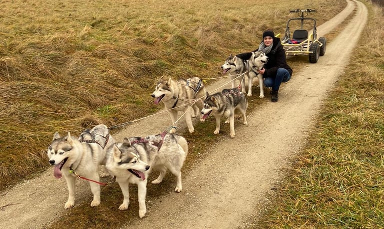 Husky-Erlebnisse, Husky-Ausfahrten, Husky-Trekkingtouren, Husky kuscheln, Husky Abenteuer, Bayern