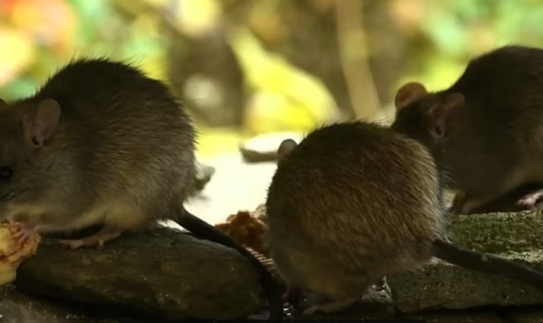 A picture of 3 furry mice scurrying about in a wooded area on a sunny day