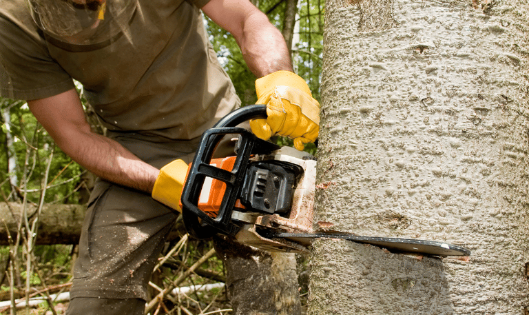tree removal devon