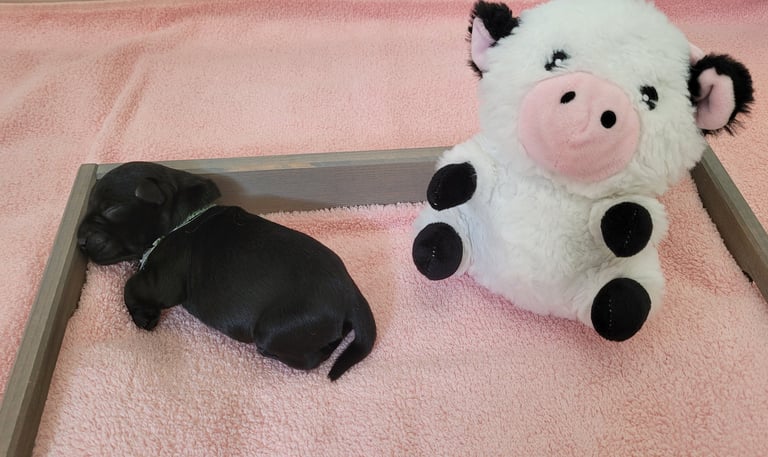 Chiot Schnauzer qui dort