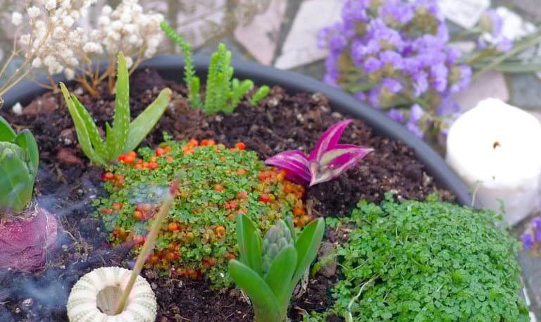 Freshly potted flowers