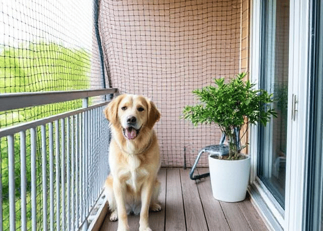 Close-up of a window with tightly secured pet safety netting, a curious cat peeking outside.