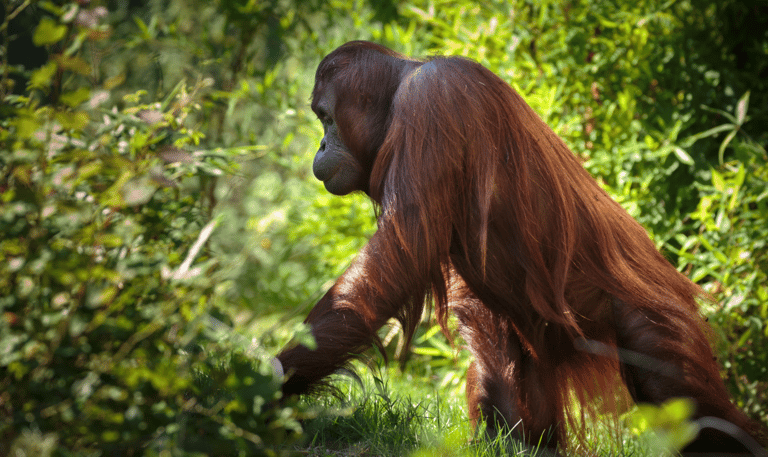 a large brown orangutan - SEMATA INDONESIA Program