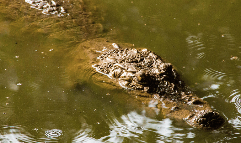 kachikally crocodile pool