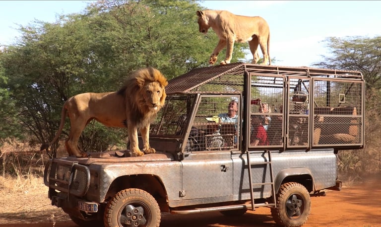 lions on vehicle at Bandia Lions Ranch