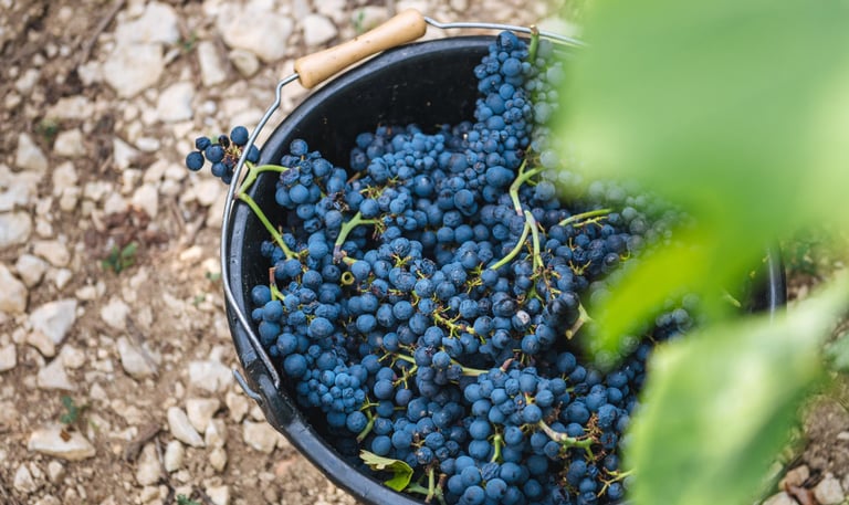 sceau de vendange remplie de raisin