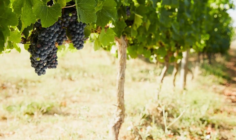 uva sirah viñedo bodega luisyana