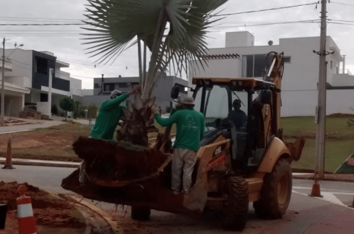 Transplante de Plantas e Árvores Grandes