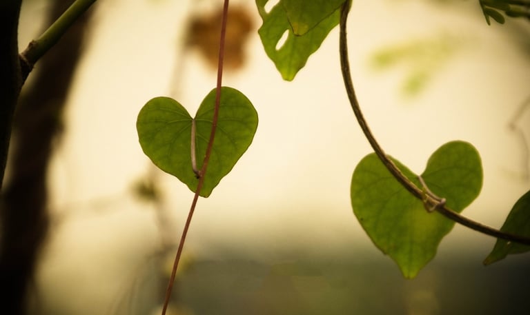 herzfoermige Blätter am Baum zur Trauerfeier Berlin