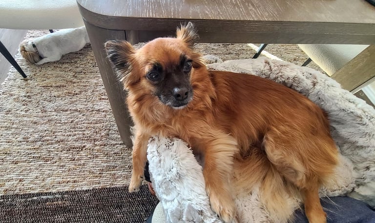 Cute dog resting on Furr Lap Pet Lap Bed