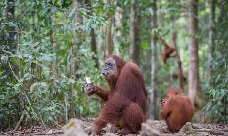 Gunung Leuser National Park