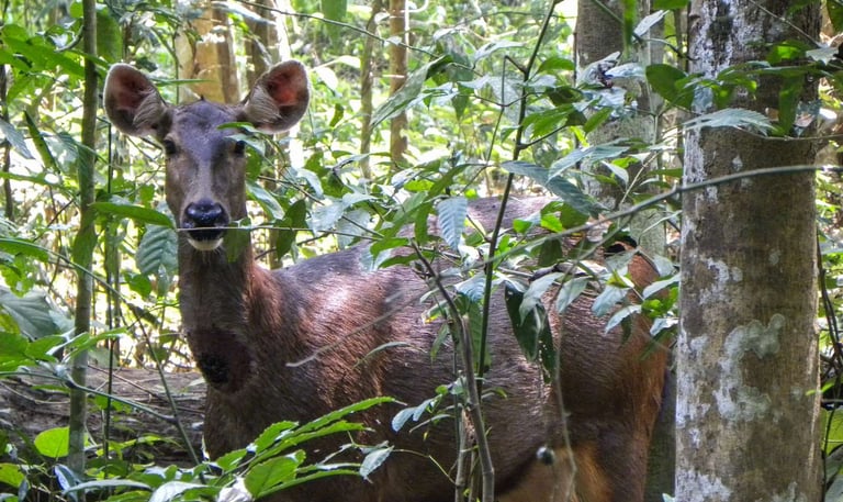 Gunung Leuser National Park