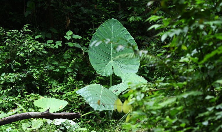 Gunung Leuser National Park