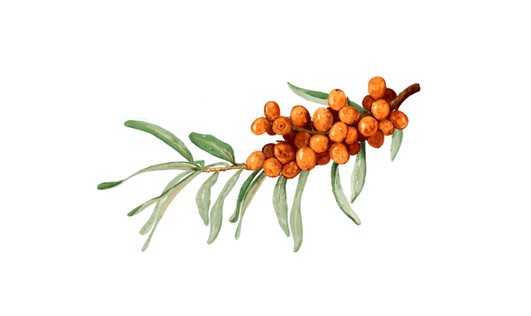 Sanddorn Argousier Sanddornbeeren