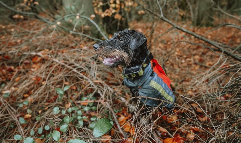 Stöberhund bei Drückjagd