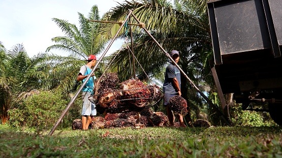 Workers harvesting fresh palm fruit bunches at a sustainable palm oil plantation.