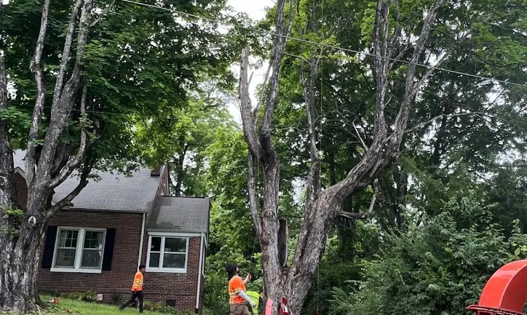 emercency tree removal