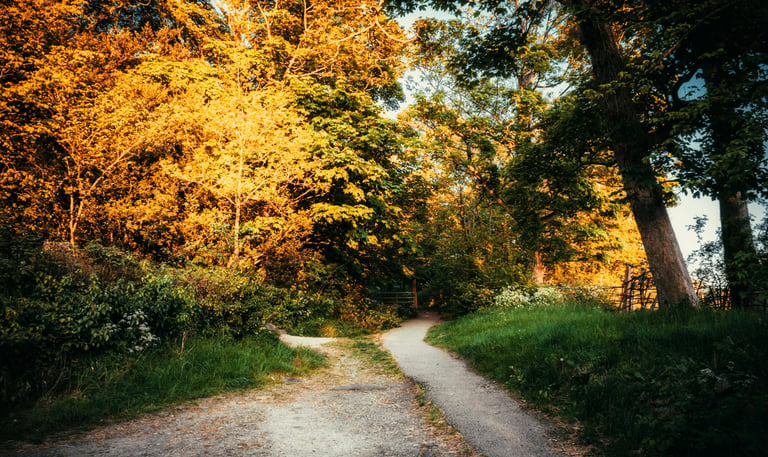 A photo of two paths converging in the woods, symbolizing the shared journey of partnership.