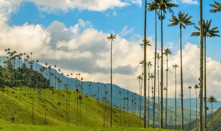 Tall Quindio wax palm trees on the lush green hills of Cocora Valley, Colombia.