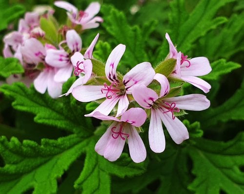 Geranium Concrete :  Pelargonium graveolens L.  Family  Geraniaceae   Part Used : Leaves  CAS Number