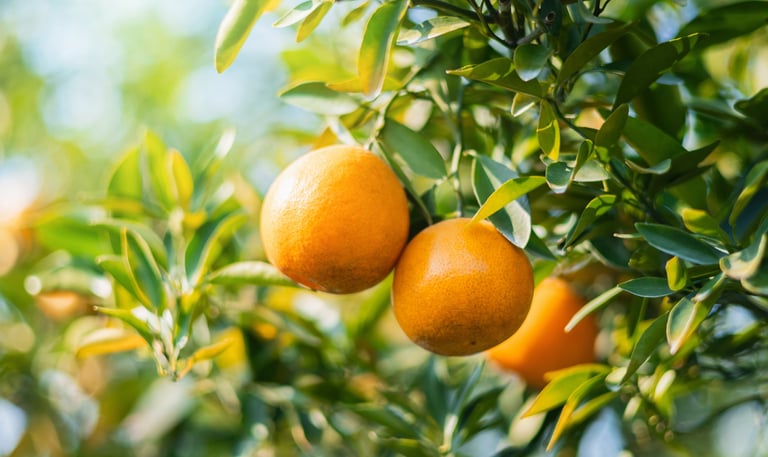 PetitGrain Mandarin oil : Citrus reticulata  Family: Rutaceae  Part Used : Leaves  CAS Number :  801