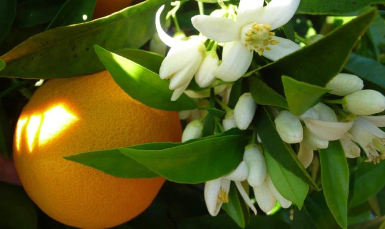 Bitter Orange Concrete : Citrus aurantium var. amara L.   Family  Rutaceae  Part Used : Flowers  CAS