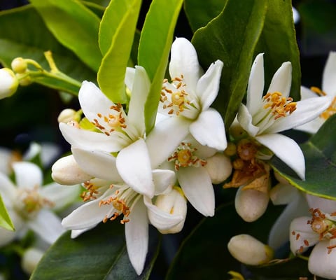 Neroli Oil / Citrus aurantium L.    Family : Rutaceae  Part Used : Flowers  CAS Number :  8016-38-4