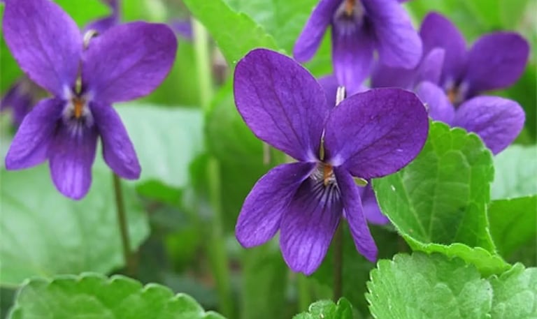 Violet Concrete : Viola odorata L.   Family Violaceae  Part Used : Leaves  CAS Number : 8024-08-6