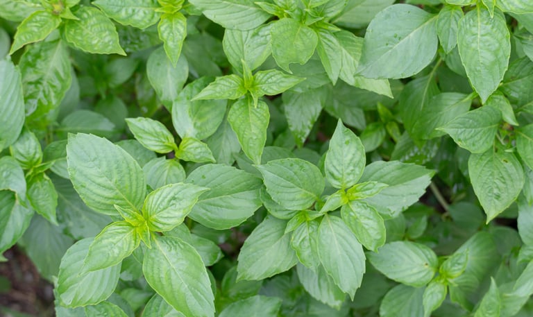 Basil Concrete : Ocimum basilicum L.   Family  Lamiaceae  Part Used : Leaves  CAS Number : 8015-73-4