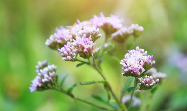 Marjoram Oil /  Origanum majorana L.  Family : Labiatae   Part Used : Flowers  CAS Number :  8015-01