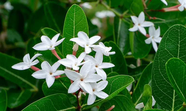 Jasmine Concrete : Jasminum grandiflorium L.  Family Oleaceae  Part Used : Flowers  CAS Number : 802